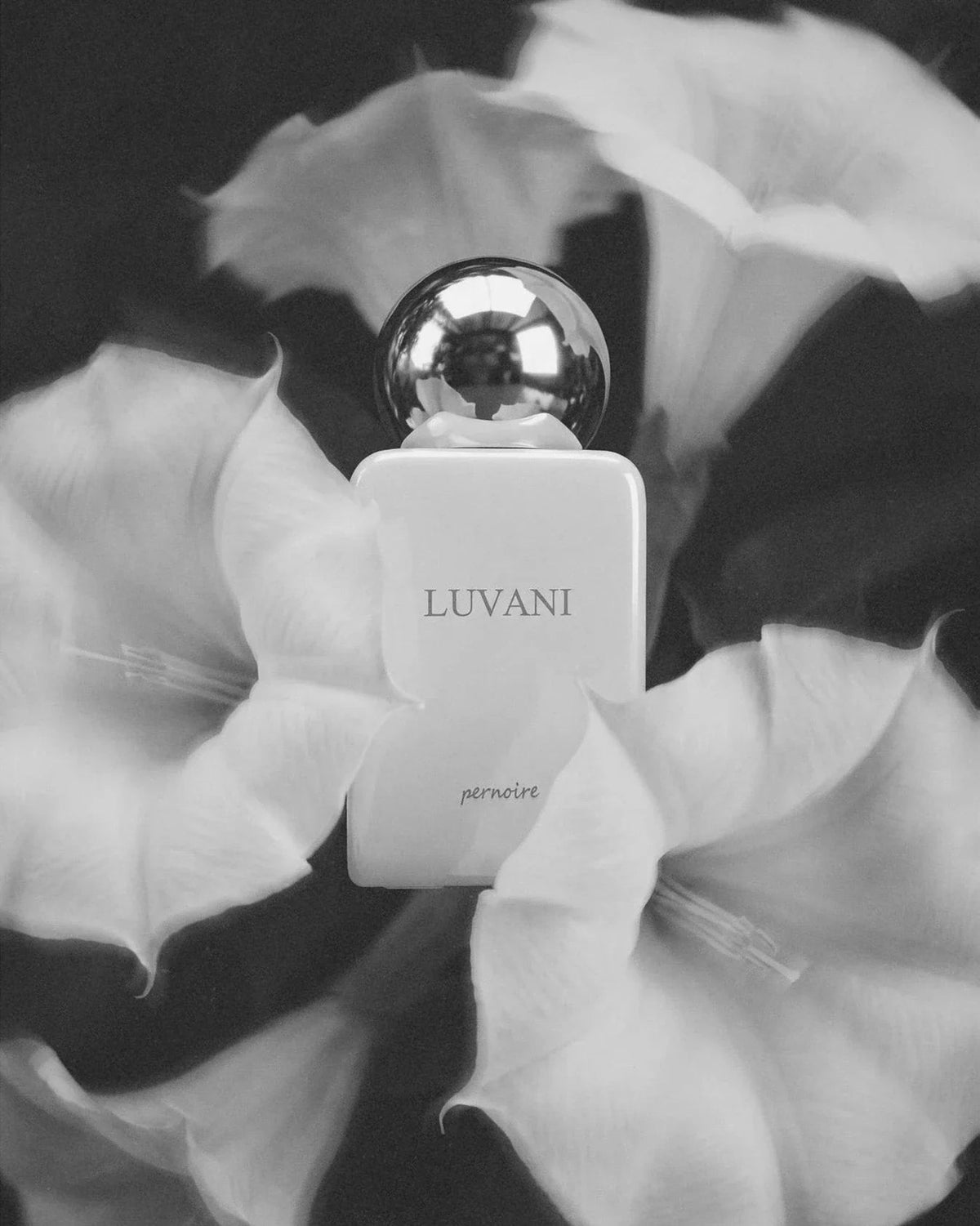 Pernoire Luvani Extrait de Parfum (50ml) - FragranceGems